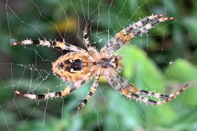 <i>Araneus diadematus</i>