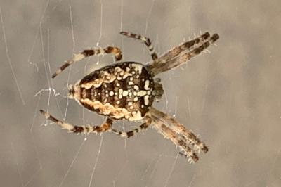 <i>Araneus diadematus</i>