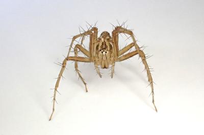 <i>Oxyopes lineatus</i>