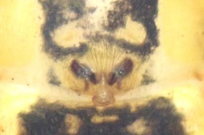 <i>Oxyopes lineatus</i>