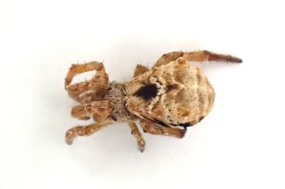 <i>Hyptiotes flavidus</i>