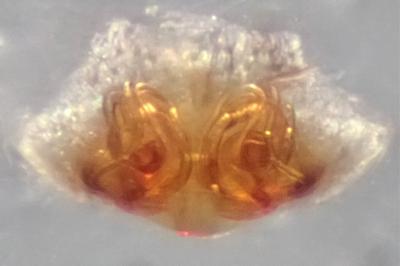 <i>Hyptiotes flavidus</i>