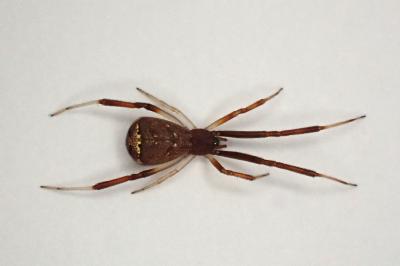 <i>Episinus truncatus</i>