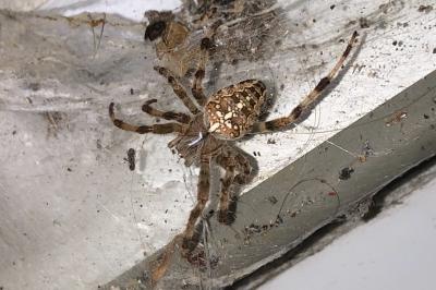<i>Araneus diadematus</i>