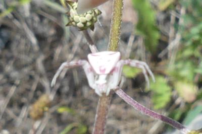<i>Thomisus onustus</i>
