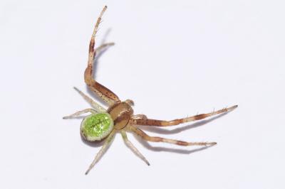 <i>Ebrechtella tricuspidata</i>