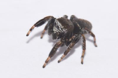 <i>Evarcha arcuata</i>