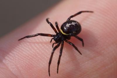 <i>Steatoda paykulliana</i>