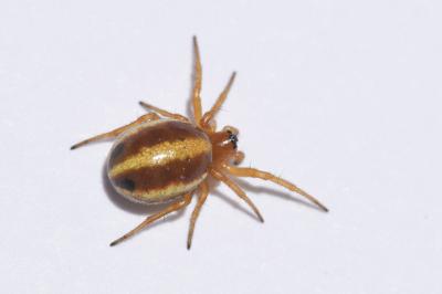 <i>Hypsosinga pygmaea</i>