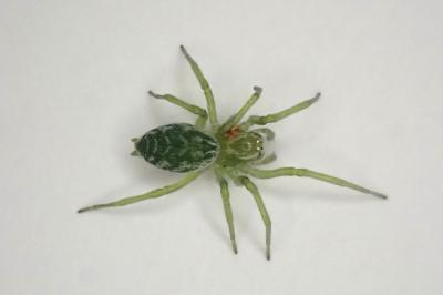 <i>Nigma walckenaeri</i>