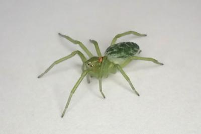 <i>Nigma walckenaeri</i>