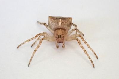 <i>Gibbaranea bituberculata</i>
