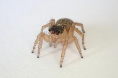 <i>Saitis barbipes</i>