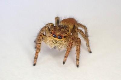 <i>Carrhotus xanthogramma</i>