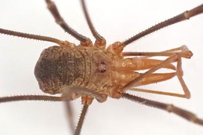<i>Phalangium opilio</i>