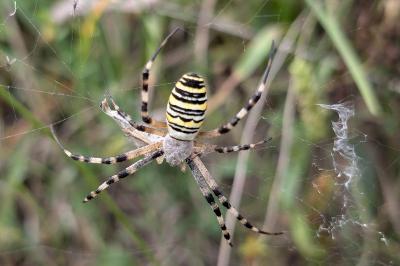 <i>Argiope bruennichi</i>