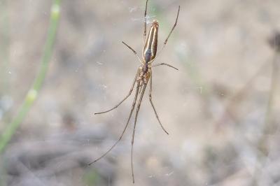 <i>Tetragnatha</i>