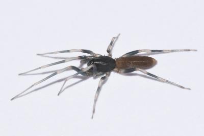 <i>Harpactea hombergi</i>
