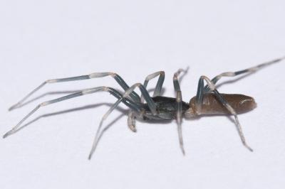 <i>Harpactea hombergi</i>