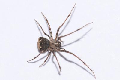 <i>Ero tuberculata</i>