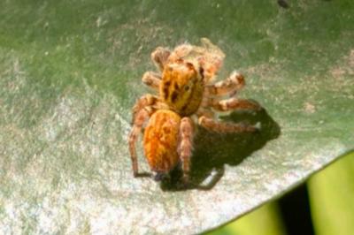 <i>Carrhotus xanthogramma</i>