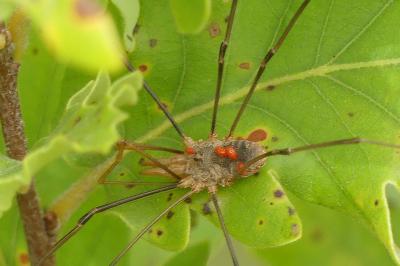 <i>Phalangium opilio</i>