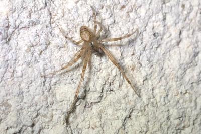 <i>Zygiella x-notata</i>