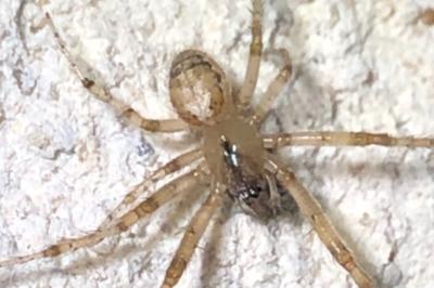 <i>Zygiella x-notata</i>