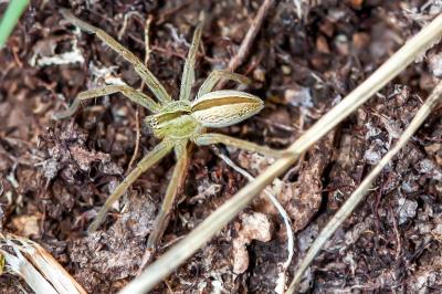 <i>Micrommata ligurina</i>