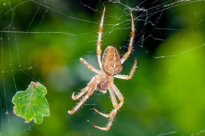<i>Araneus diadematus</i>