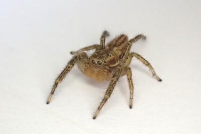 <i>Marpissa radiata</i>