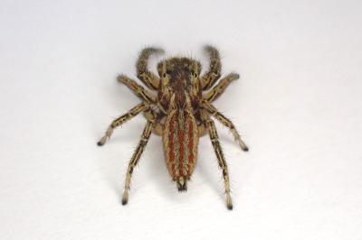 <i>Marpissa radiata</i>
