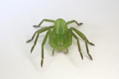 <i>Micrommata virescens</i>