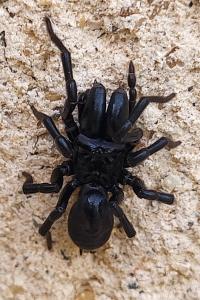 <i>Atypus</i>