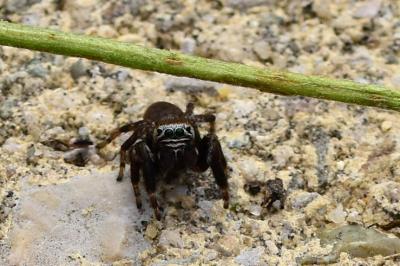 <i>Evarcha arcuata</i>
