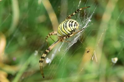 <i>Argiope bruennichi</i>