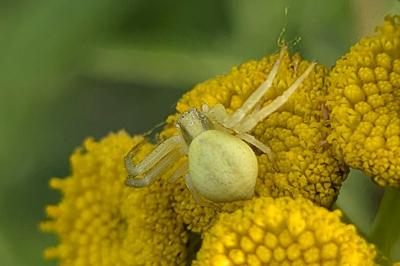 <i>Misumena vatia</i>