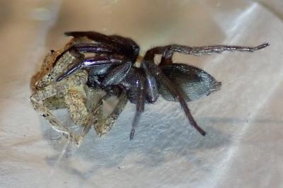 <i>Scotophaeus scutulatus</i>