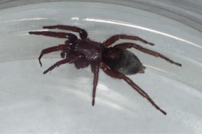 <i>Scotophaeus scutulatus</i>