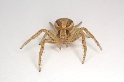 <i>Xysticus ulmi</i>