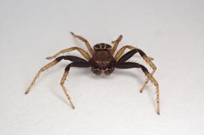 <i>Xysticus erraticus</i>