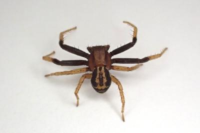 <i>Xysticus erraticus</i>