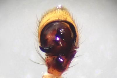 <i>Xysticus erraticus</i>