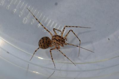 <i>Scytodes thoracica</i>