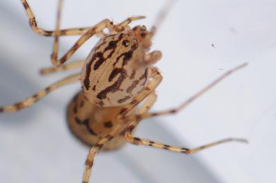 <i>Scytodes thoracica</i>
