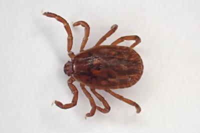 <i>Haemaphysalis concinna</i>