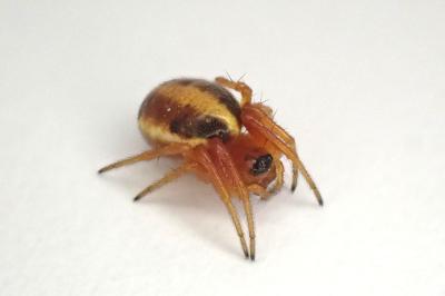<i>Hypsosinga pygmaea</i>