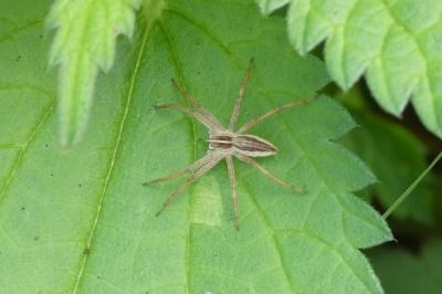 <i>Pisaura mirabilis</i>