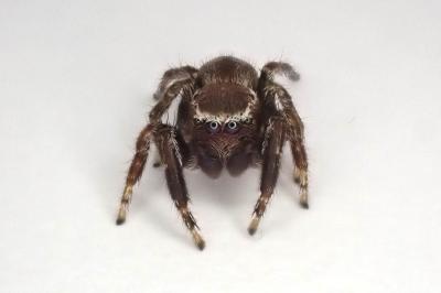 <i>Evarcha laetabunda</i>