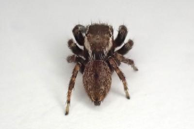 <i>Evarcha laetabunda</i>